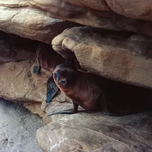 12/ young Sea Lion pups hiding in rock crevice, 65-166 & SN-83