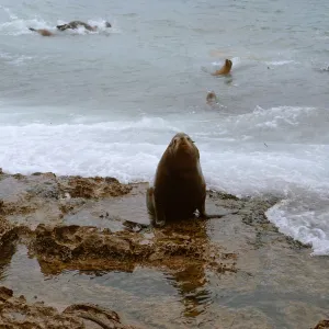12/ large male Sea Lion, 65-169 & SN-86