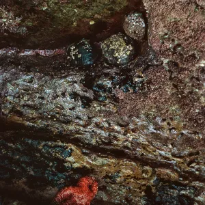 19/ starfish & abalone, Corral Harbor, 65-193 & SN-110
