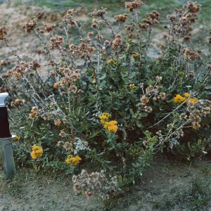 San Nicolas Island, 65-252 & SN-169