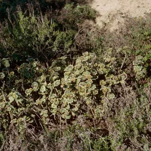 San Nicolas Island, 65-289 & SN-206