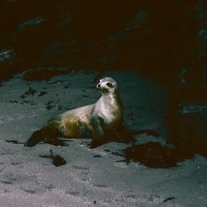 San Nicolas Island, 65-297 & SN-214