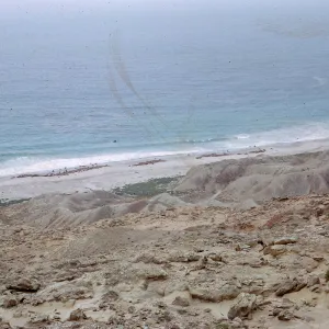 Sea Lions on beach, from road to mesa top, from Dutch Harbor, 66-5 & SN-261