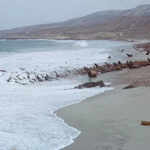 Sea Lions on beach and of Dutch Harbor, 66-3 & SN-259
