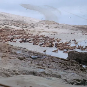 Sea Lions taking to water, large herd, Northwest Dutch Harbor, 66-36 & SN-292