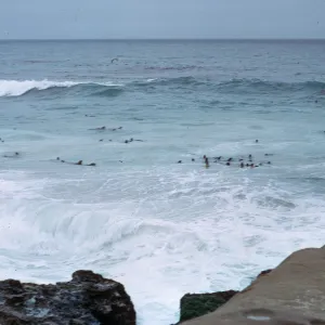 Sea Lions in water - distant, 66-37 & SN-293