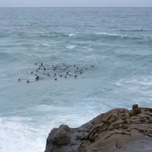 Sea Lions in water, 66-89 & SN-295