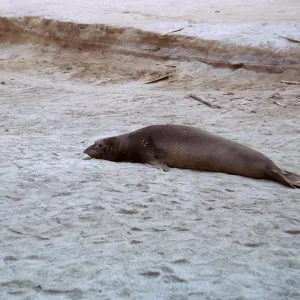 Elephant Seal, 66-40 & SN-296