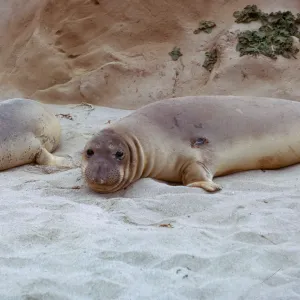 Elephant Seals female close-up, 66-43 & SN-299