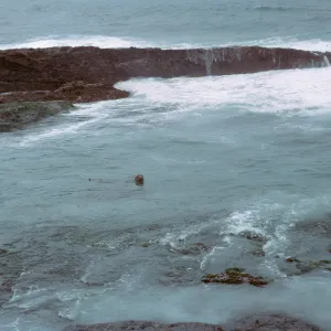 Sea Lion in water, 66-45 & SN-301