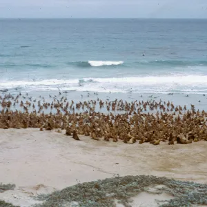 Sea Lion herd - taking to the water, South of the rock crusher, 66-47 & SN-303