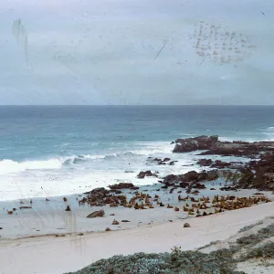 Sea Lion herd, South of the rock crusher, 66-48 & SN-304