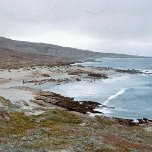 West coastline - Sea Lion herds on beaches. 66-50 & SN-306