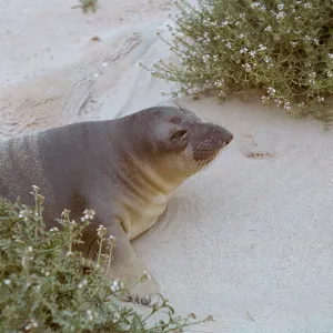 close-up of young Elephant Seal, 66-54 & SN-310