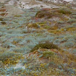 flowers on old beach, near Seal Beach, 66-59 & SN-315