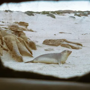 Elephant Seal, 66-65 & SN-321