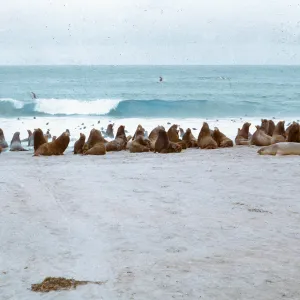 Sea Lion herd - alert posture, 66-66 & SN-322