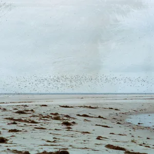 beach - deposits & large airborne flock of gulls, 66-77 & SN-338