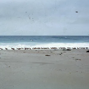 gulls on beach, 66-79 & SN-335