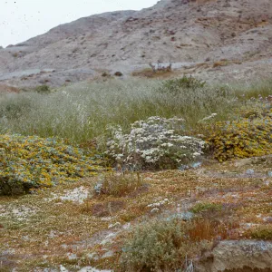 good vegetative cover, seaward coast, 66-84 & SN-340