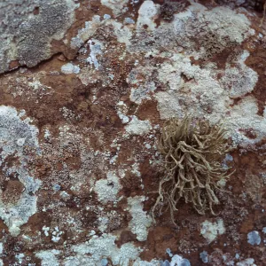 lichen covered rock below Receiver Building,66-104 & SN-360