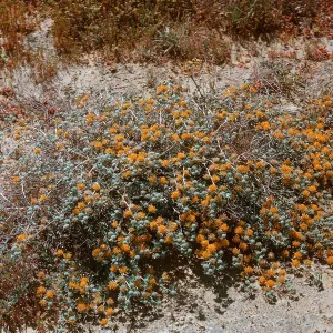 Lotus, 66-116 & SN-372