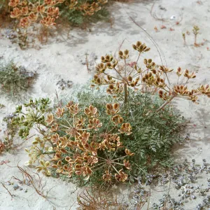 Lomatium insulare Munz, 66-122 & SN-378