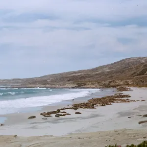 Sea Lions on beach, from the Southeast, 66-125 & SN-381