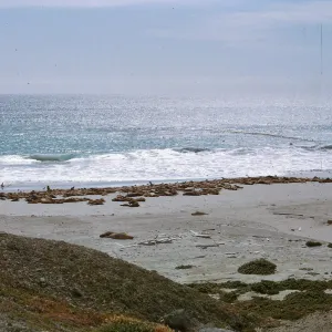 Sea Lion herd on beach, from the North hills, 66-126 & SN-382