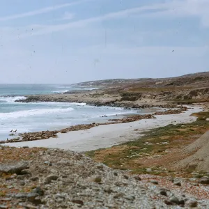 Sea Lion & coastline, North of Dutch Harbor, 66-128 & SN-384