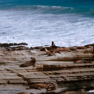 Sea Lions sleeping on the rocks, 66-131 & SN-387