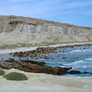 Sea Lion herd taking to the water, 66-134 & SN-390