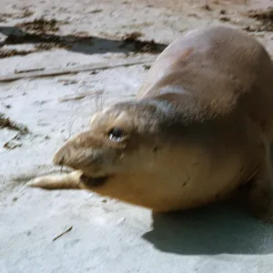 young Elephant Seal , blurred, 66-135 & SN-391