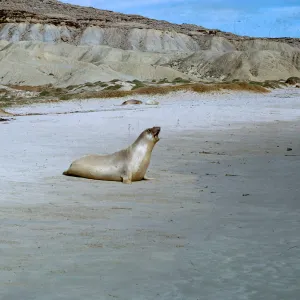 young Elephant Seal - vocalizing, 66-136 & SN-392