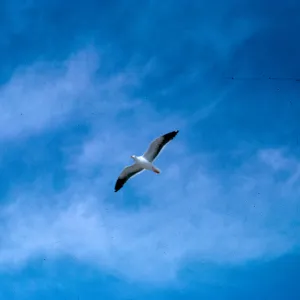 sea gull - Larrea, 66-138 & SN-394