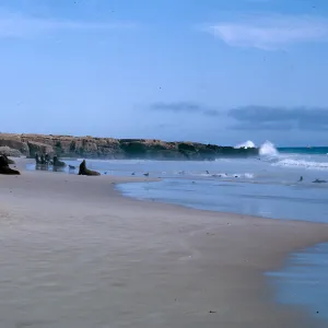 bull Sea Lions asleep on the beach, 66-139 & SN-395