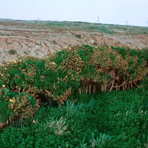 Coreopsis stand, near motor pool, 66-144 & SN-400