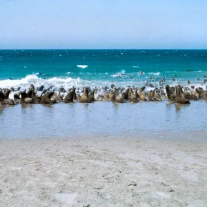 California Sea Lion herd, SNI, 66-146 & SN-402