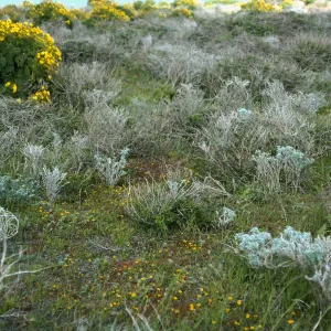 Annuals, Mesa Northwest of Airfiield, San Nicolas Island