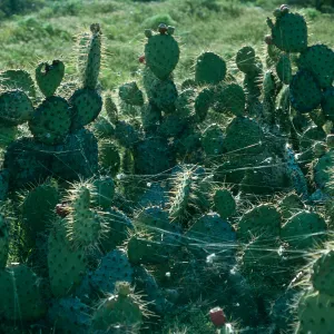 Opuntia (Prickly-pear) patch, Spider webs, Northeast escarpment, San Nicolas Island