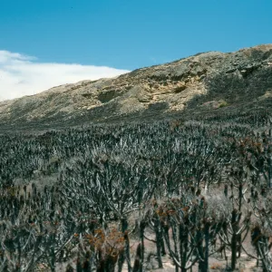 North Coastal Flats, Near Rock Jetty, San Nicolas Island