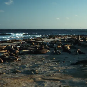 Elephant Seals, West end of Daytona Beach, San Nicolas Island