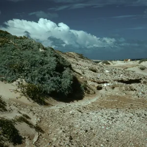 Dunes, Just West of 1000 Springs, Lupinus (Lupine), Midden, San Nicolas Island