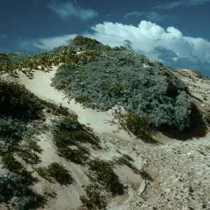 Dunes, Just West of 1000 Springs, Lupinus (Lupine), Midden, San Nicolas Island