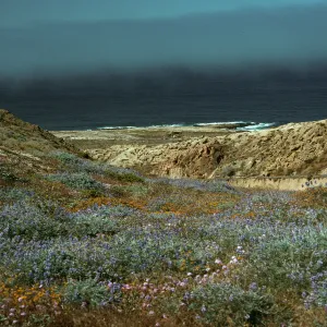 Lupinus, Lotus, Abronia, Just east of Drop-off Road, San Nicolas Island