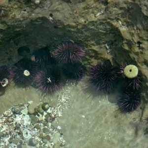 Sea Urchins, Corral Harbor, San Nicolas Island
