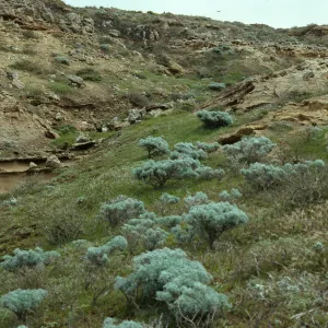 Lupine scrub, North of Î”616, San Nicolas Island