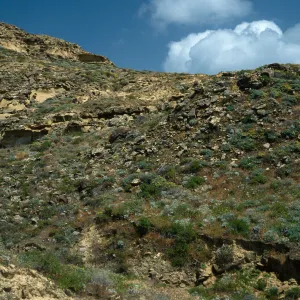 Coastal Slopes above Daytona Beach, San Nicolas Island