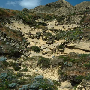 Coastal Slopes above Daytona Beach, San Nicolas Island