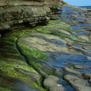 Spring, West end of Read Eye Beach,San Nicolas Island